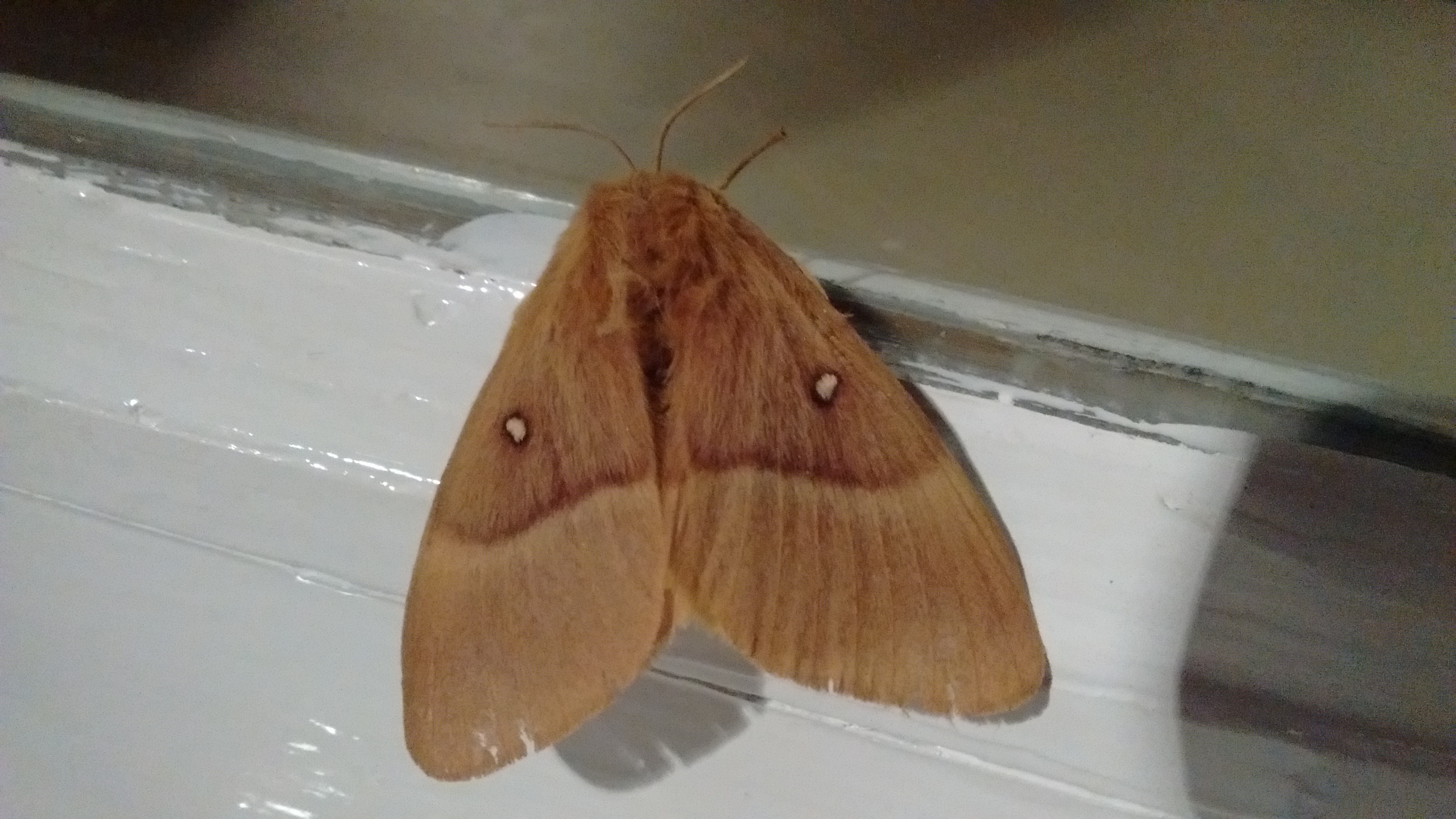 Photo of Oak Eggar (Lasiocampa quercus)